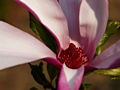 Magnolia liliflora Orchid IMG_3670 Magnolia purpurowa